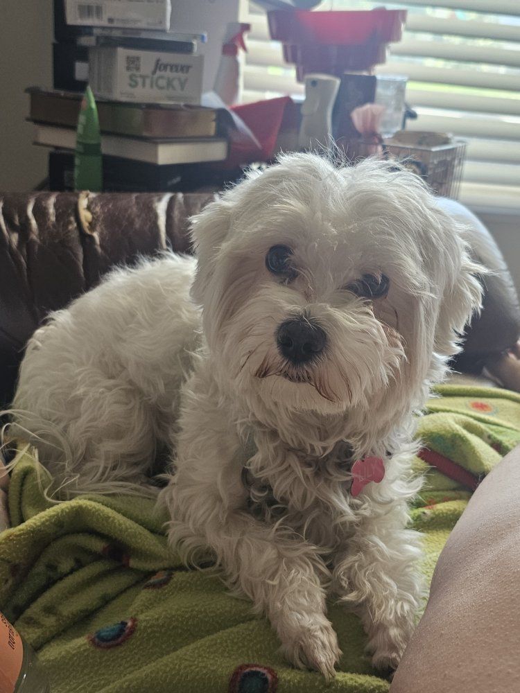 Female Maltese