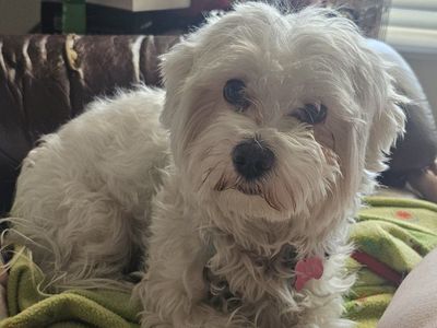 Female Maltese