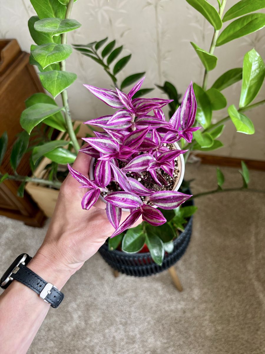 Pink Paradise Tradescantia Potted Houseplant