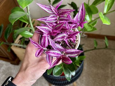 Pink Paradise Tradescantia Potted Houseplant