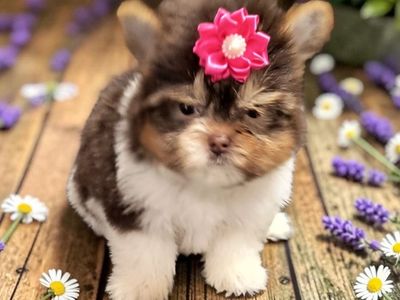 Tiny Chocolate and Gold Female Yorkie Puppy