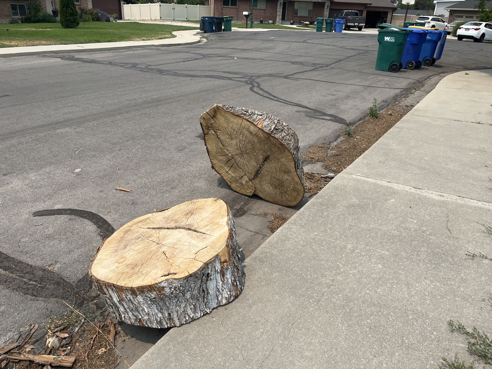 Free Silverleaf Maple Wood Logs