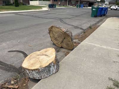 Free Silverleaf Maple Wood Logs