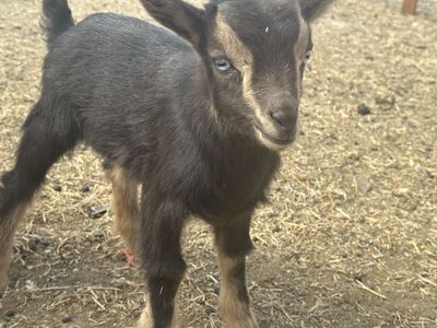 Blue Eyed Nigerian Dwarf Buckling