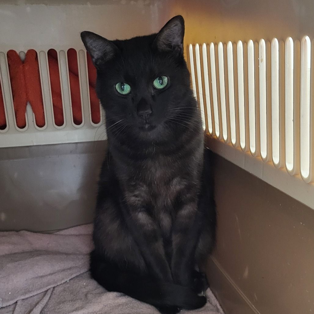 Hello my name is Mykonos