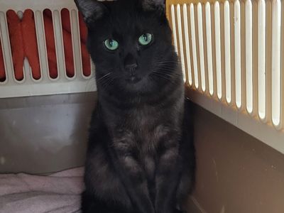 Hello my name is Mykonos