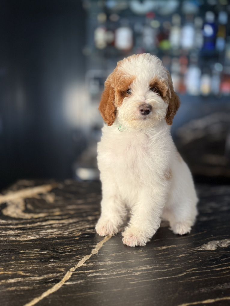 Mini Goldendoodle Puppies Includes Everything