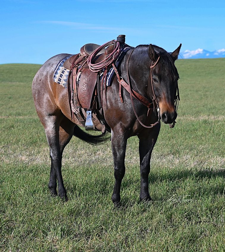 2018 AQHA Bay Roan Gelding