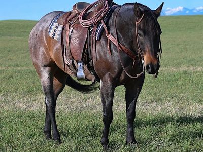 2018 AQHA Bay Roan Gelding