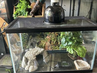 Reptile set up