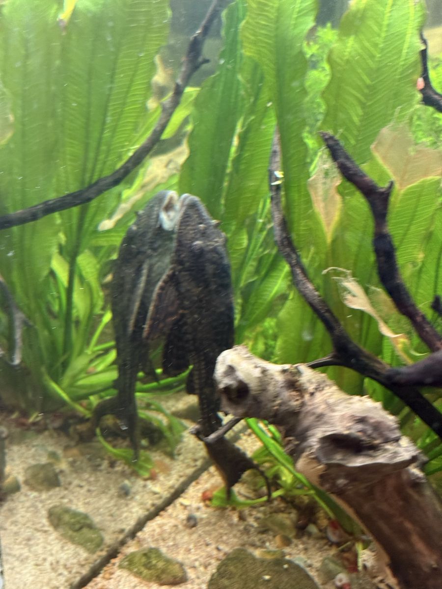 Pleco/Plecostomus