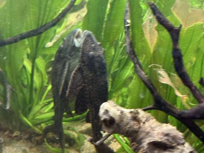 Pleco/Plecostomus
