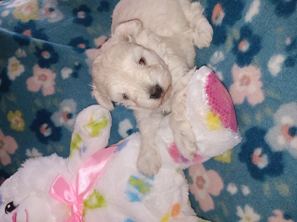 Miniature Schnauzer girl 2