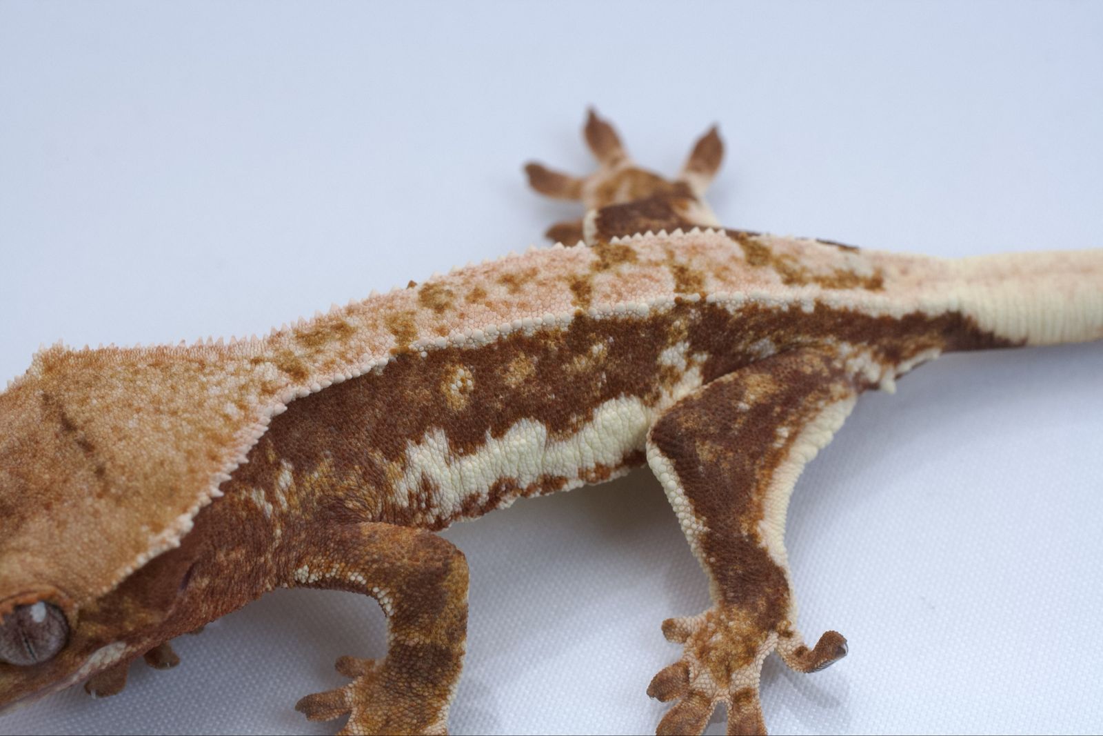 Main image 3