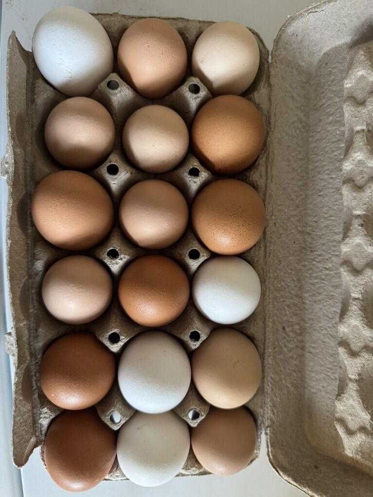 Chicken Eggs