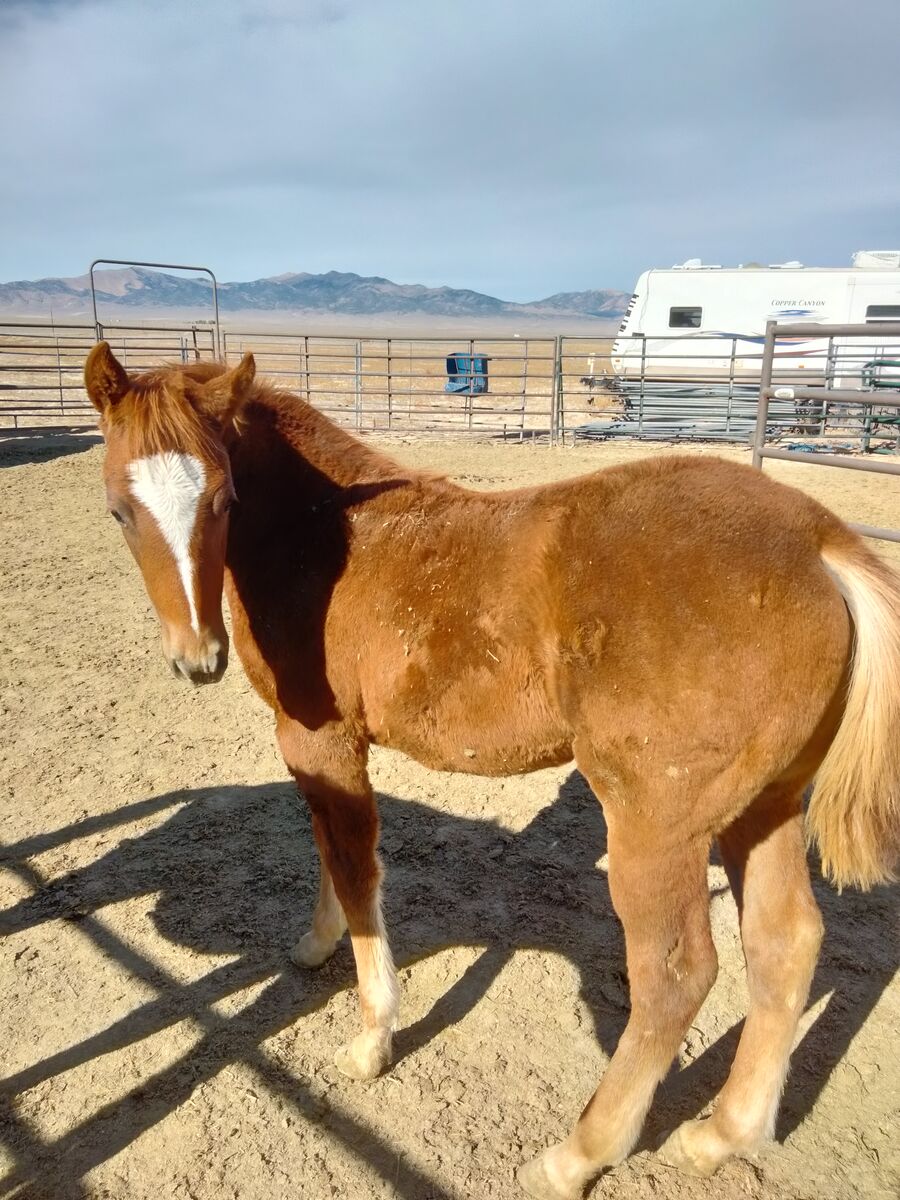 Spring Sale! Turbo Friesian colt
