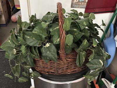 Faux Pothos Plant in Woven Wicker Basket with Carrying Handle
