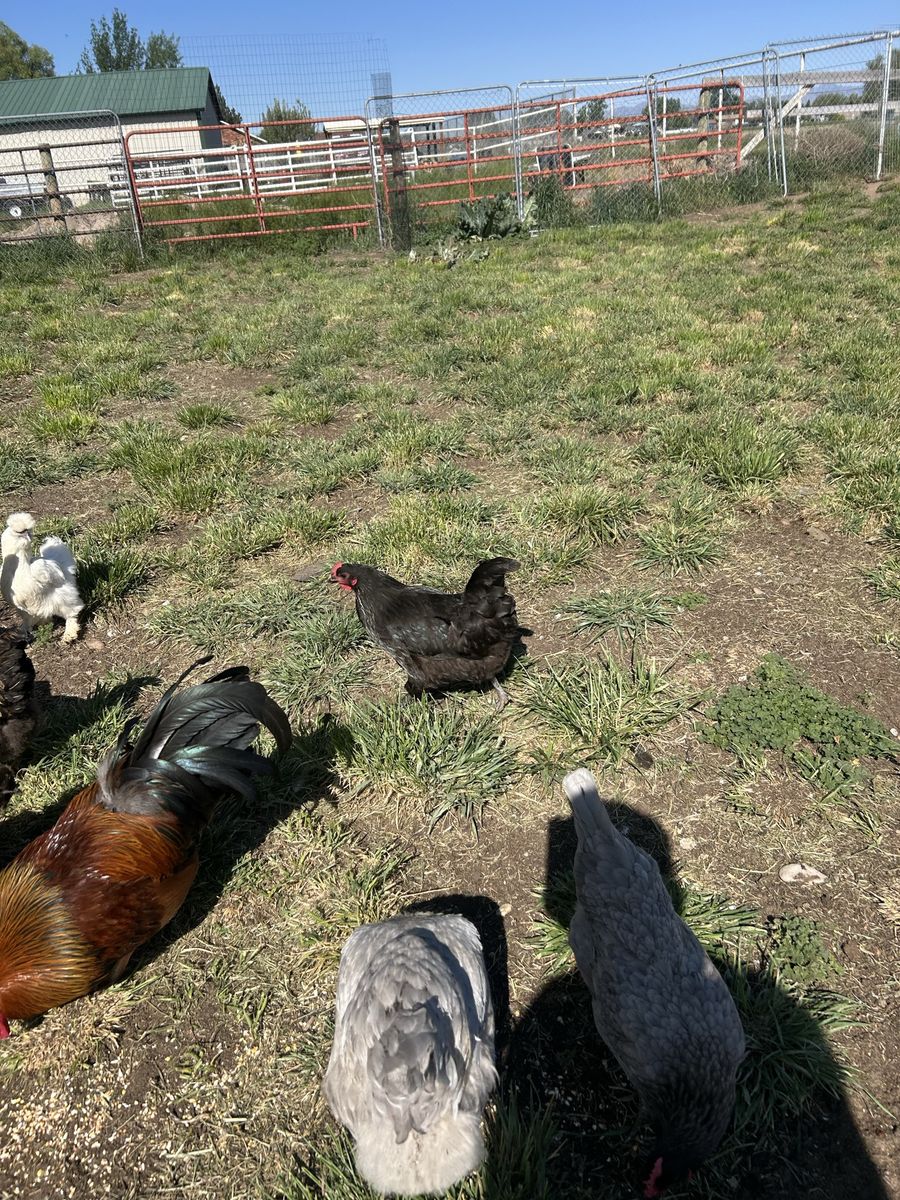Black Australorp Hen (8 months)