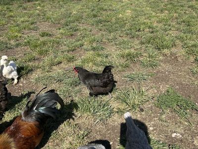 Black Australorp Hen (8 months)