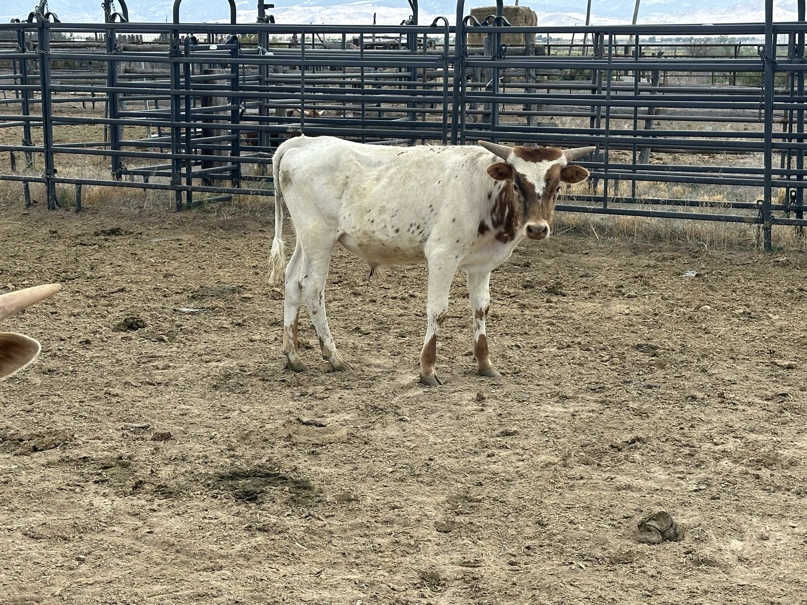 Longhorn Bull