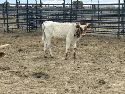 Longhorn Bull