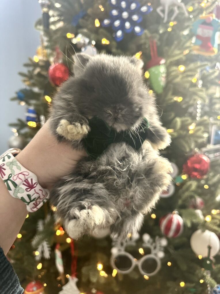 Adorable Cuddly Holland Lop Boy!