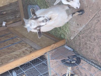 breeding Pair of goats for sale