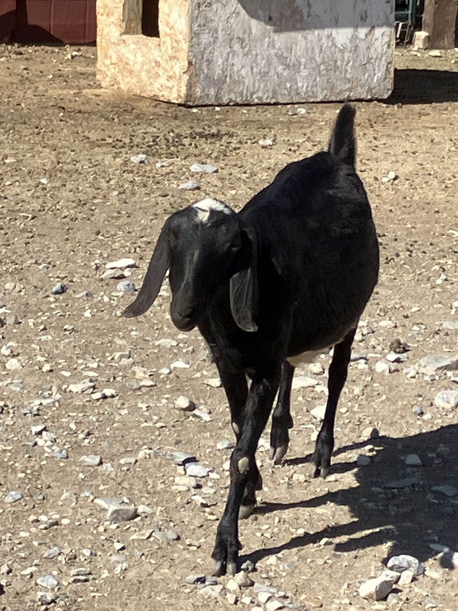 Nubian Doe in milk