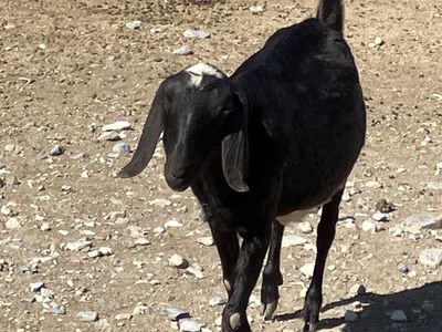 Nubian Doe in milk