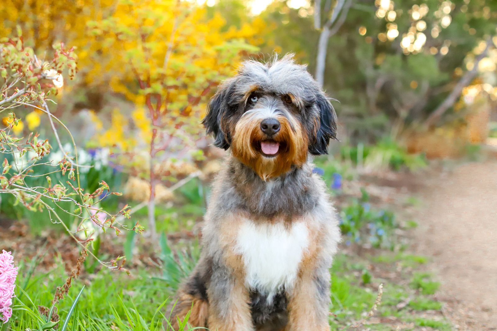 Trained Bernedoodle Female!
