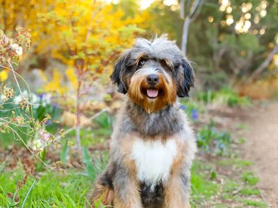 Trained Bernedoodle Female!