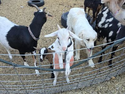 Goats