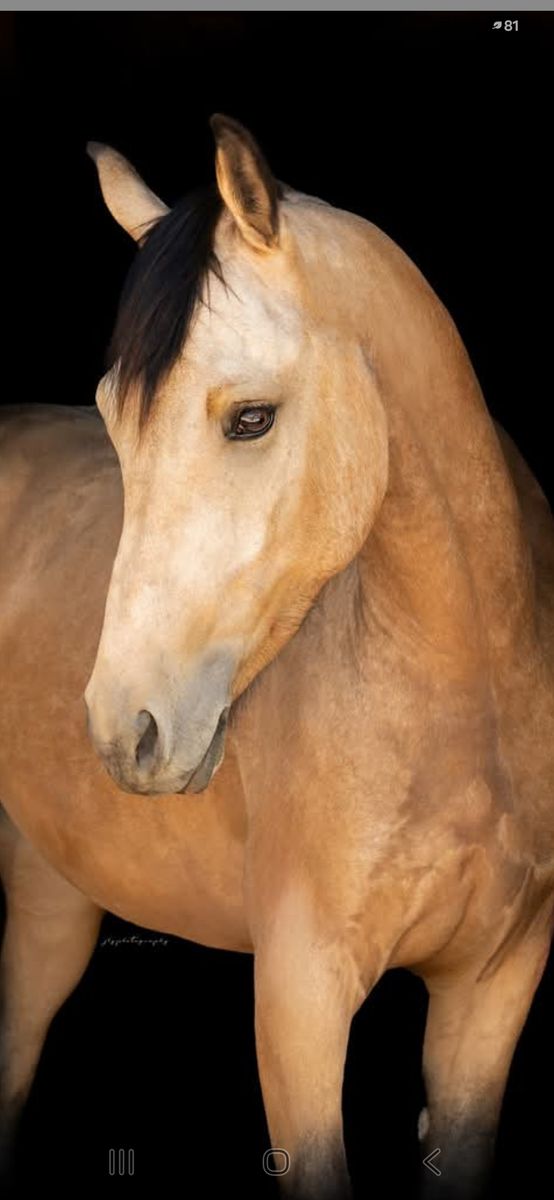 Buckskin Friesian/QH