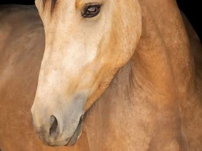 Buckskin Friesian/QH