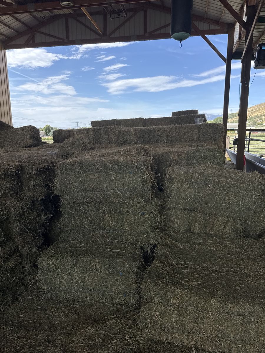 Alfalfa Hay