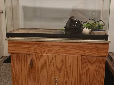 20 Gallon Tank and Stand