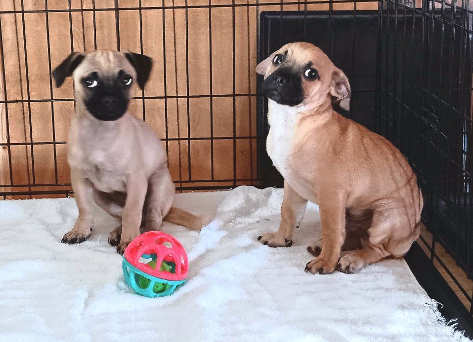 Cutest Chihuahua/ Pug & Yorkie/ Terrier/ Pug *Please Adopt These Loving Rescued Puppies*