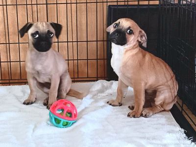 Cutest Chihuahua/ Pug & Yorkie/ Terrier/ Pug *Please Adopt These Loving Rescued Puppies*