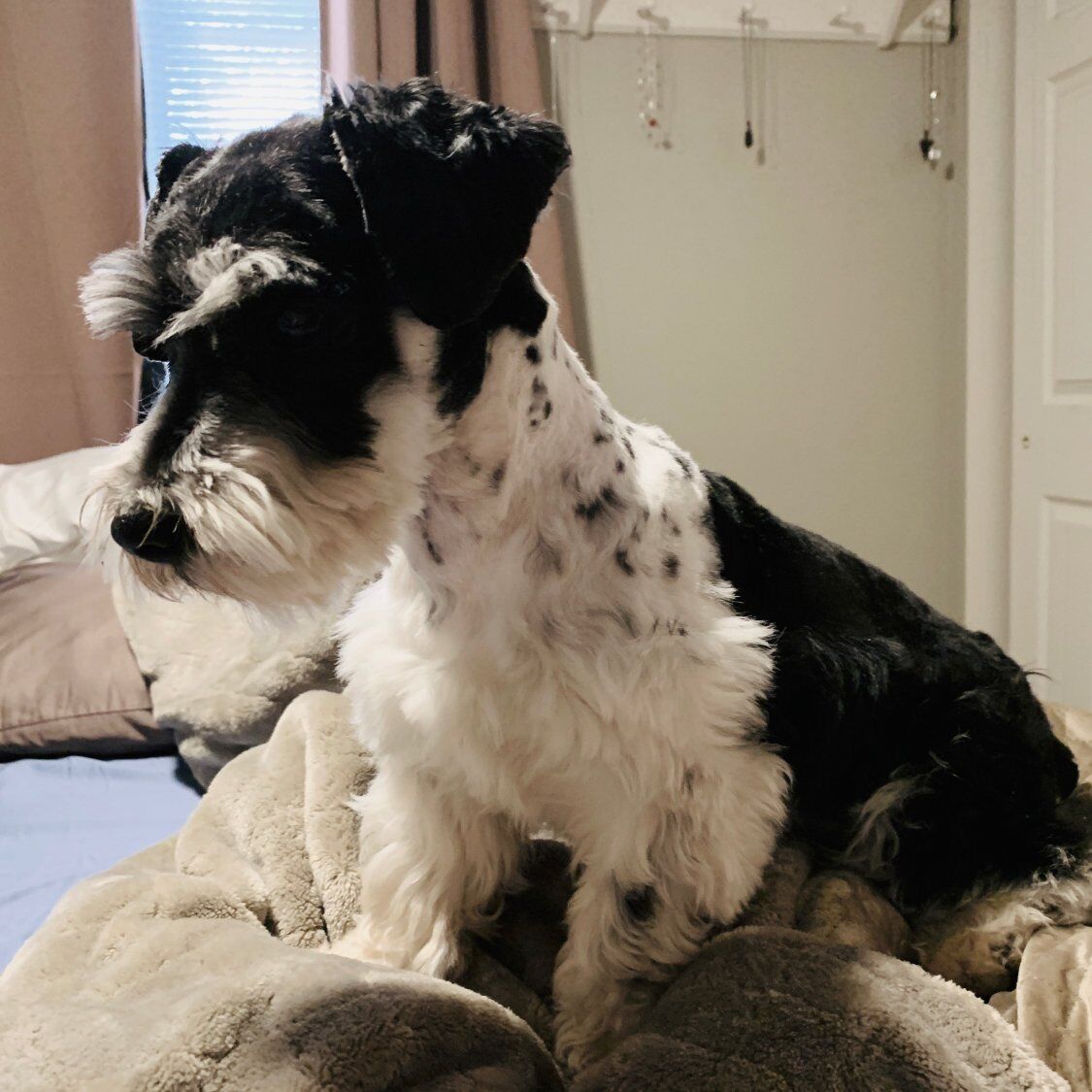 Akc.  miniature Schnauzer. stud