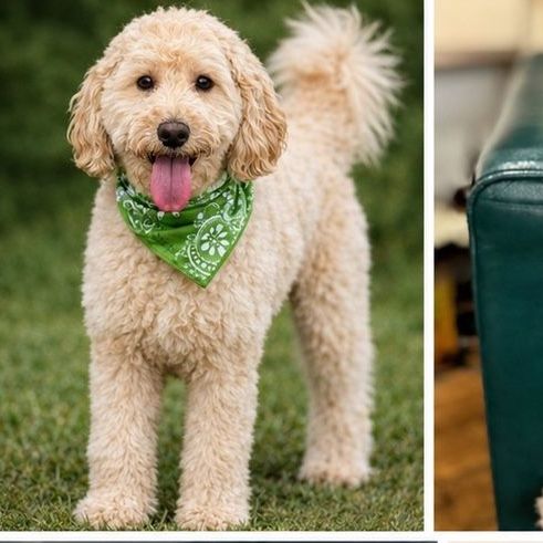 Talon — Proven Mini Goldendoodle Stud | GANA Gold