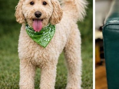 Talon — Proven Mini Goldendoodle Stud | GANA Gold