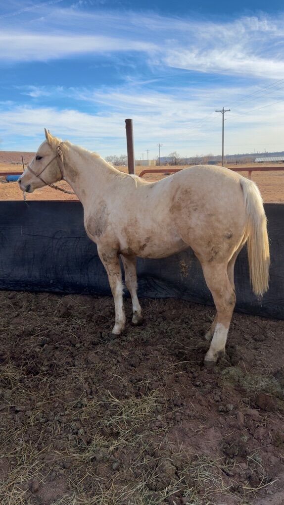 2 Year Old Stud Colt