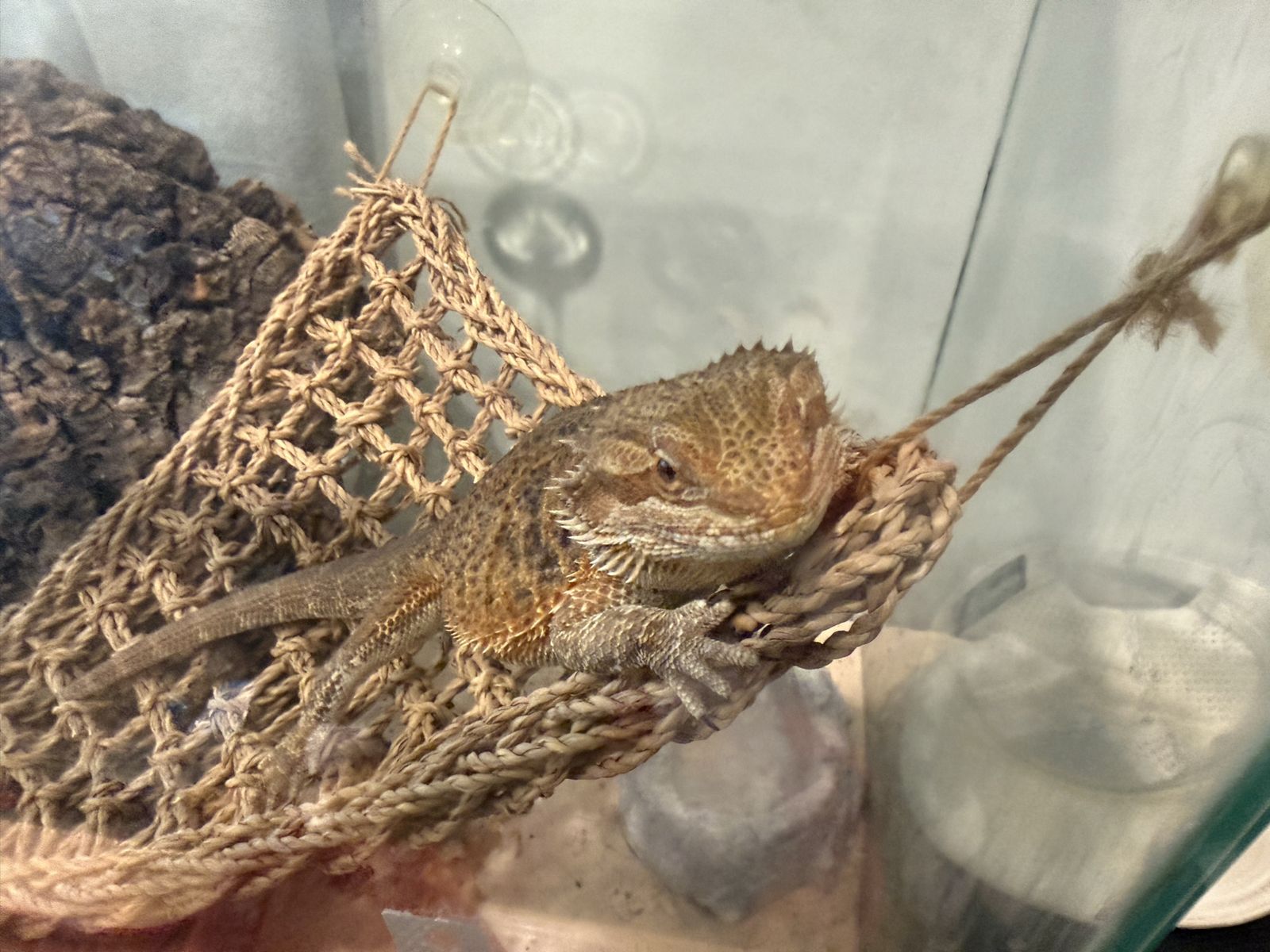 Bearded Dragon with Tank & Accessories