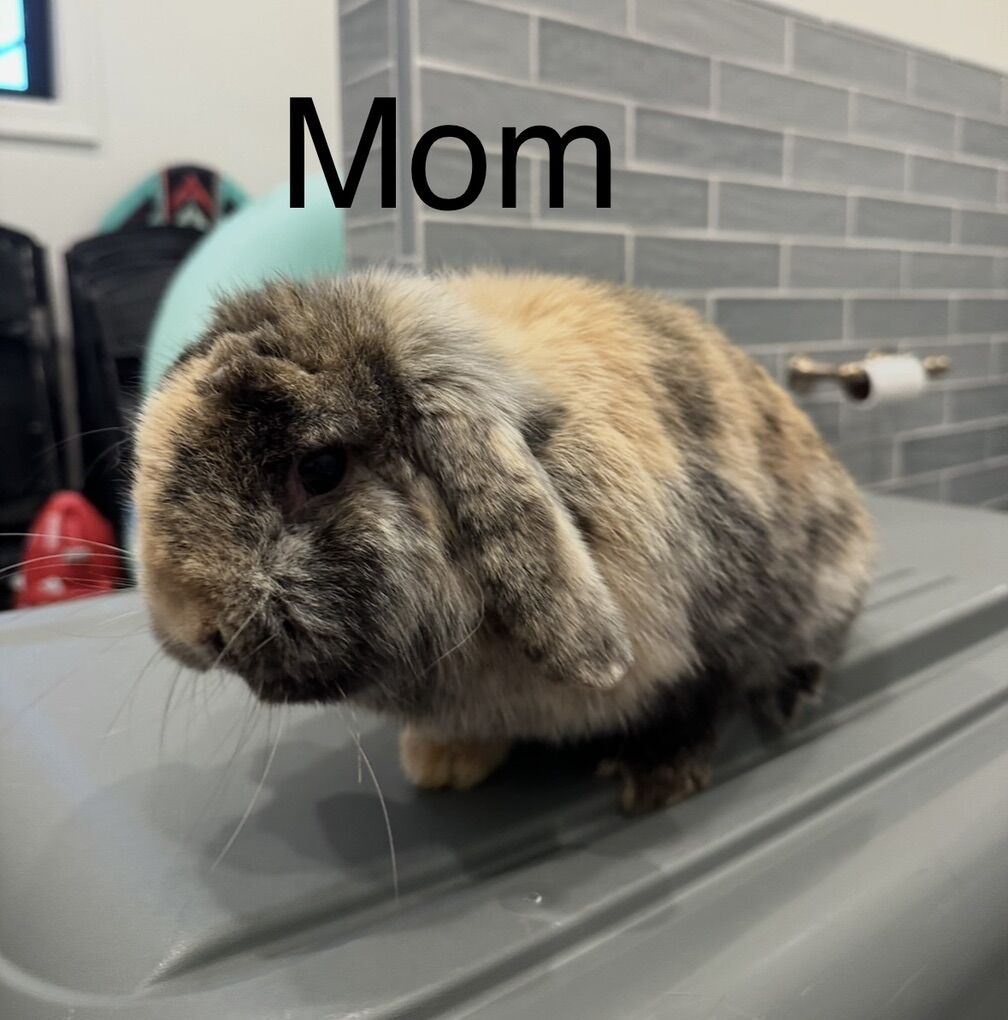 Purebred Holland Lops