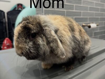 Purebred Holland Lops