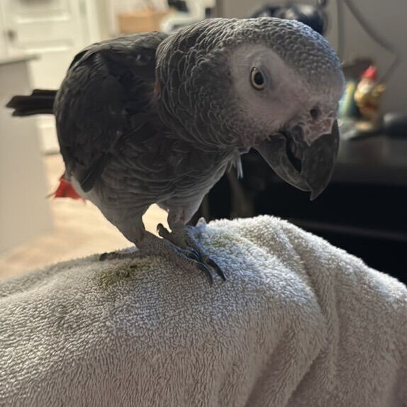 African Grey Congo