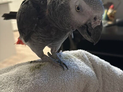 African Grey Congo
