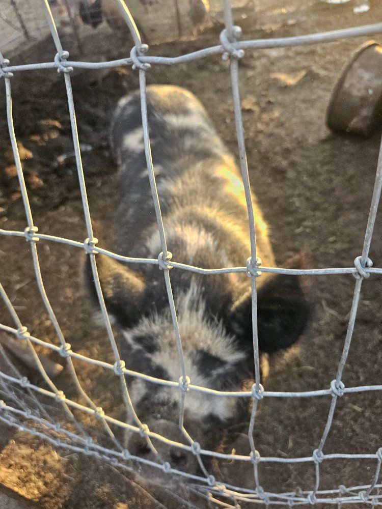 Kunekune breeding pair