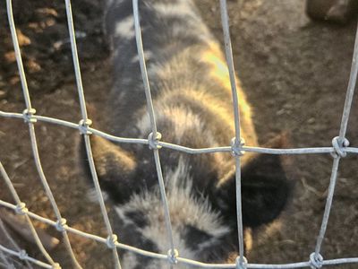 Kunekune breeding pair