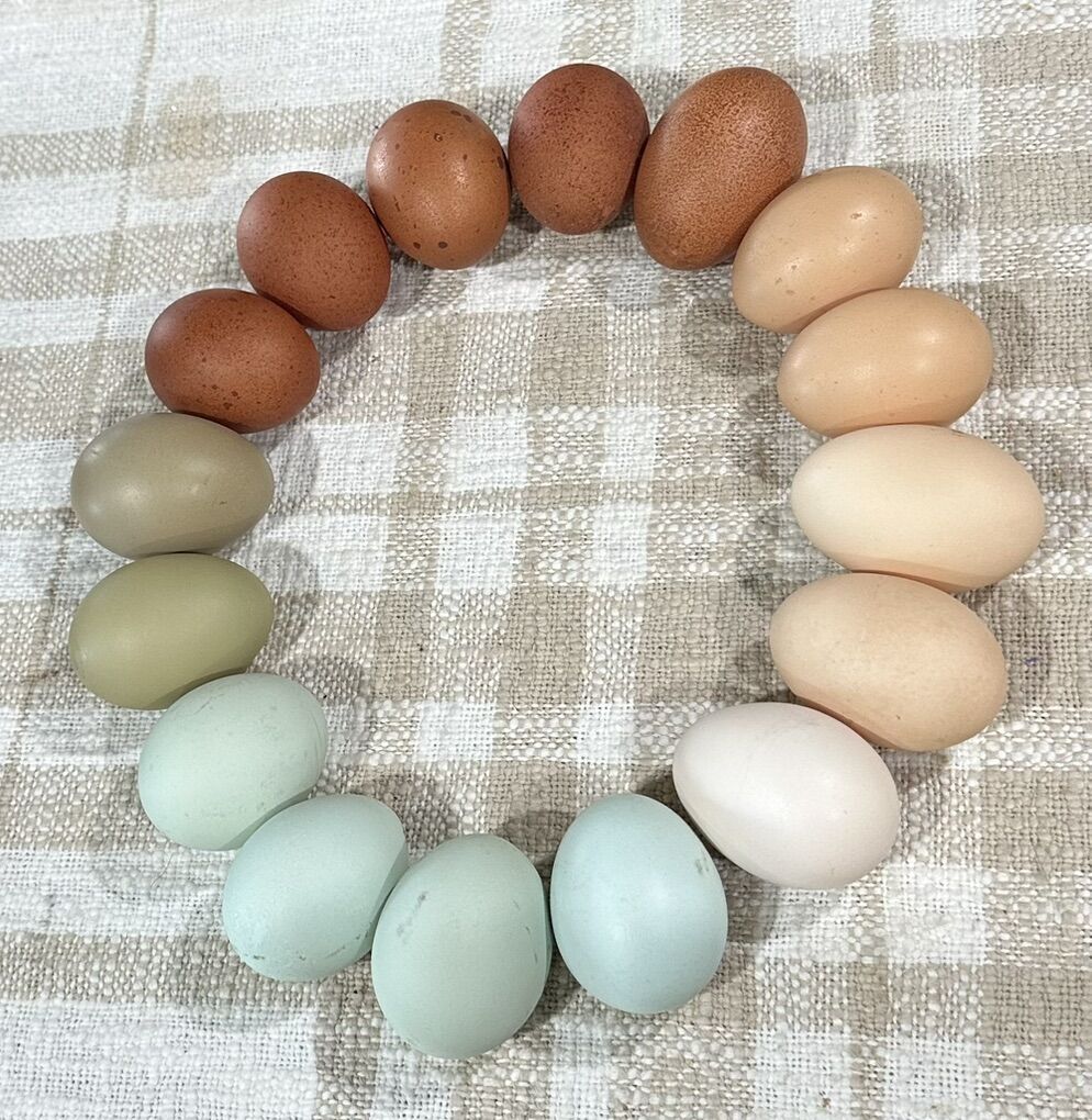 Farm Fresh Eggs By The Dozen